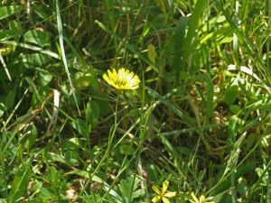 5月「自然体験活動」を開催しました!:詳細ページを見る