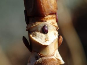 1月「自然体験活動」を開催しました!:詳細ページを見る