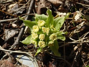 3月「自然体験活動」を開催しました!:詳細ページを見る