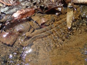 4月「自然体験活動」を開催しました!:詳細ページを見る